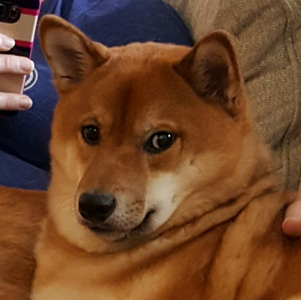 Meet your Posher, Dane